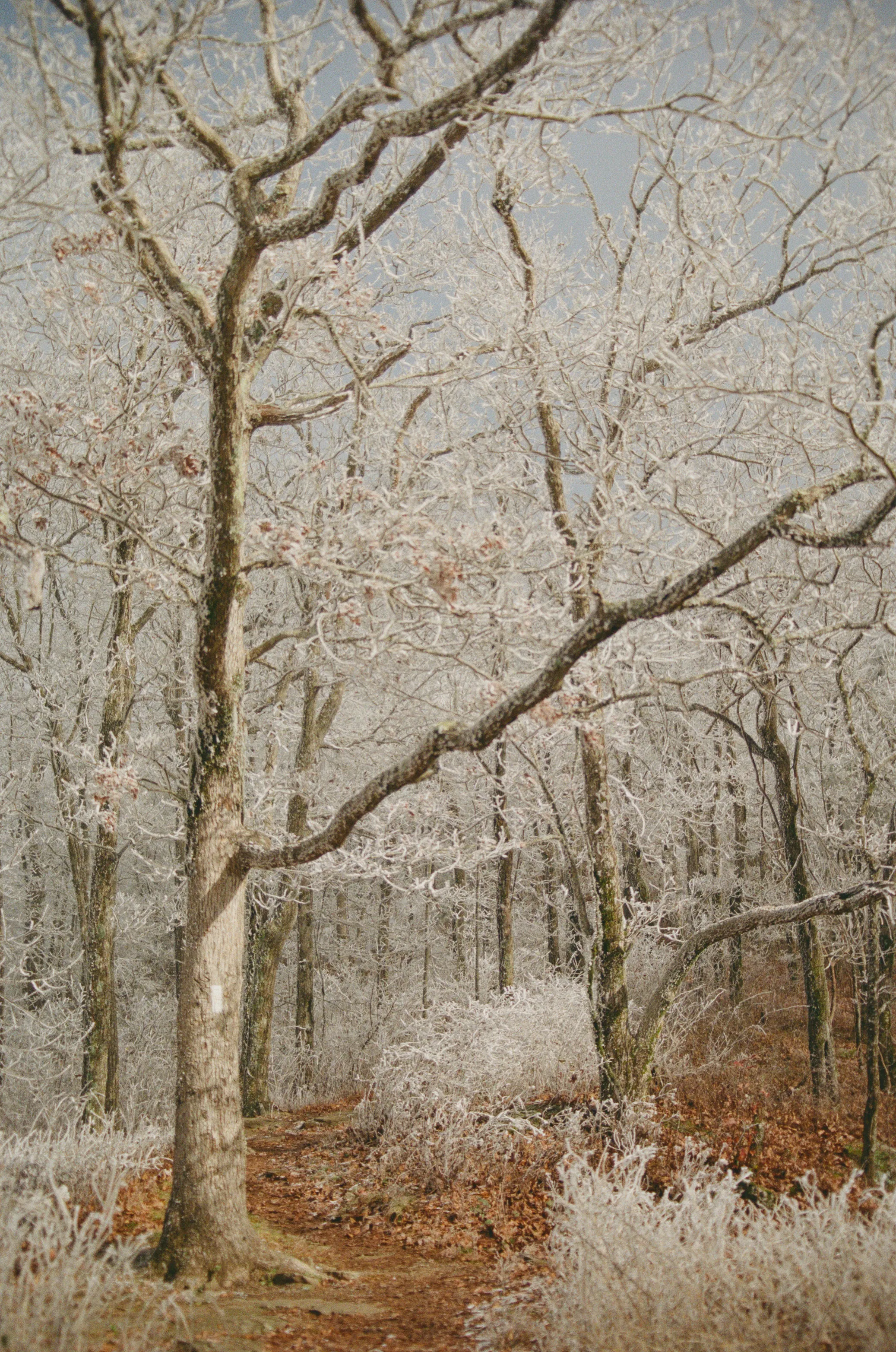 Copyright Michael Madrzyk